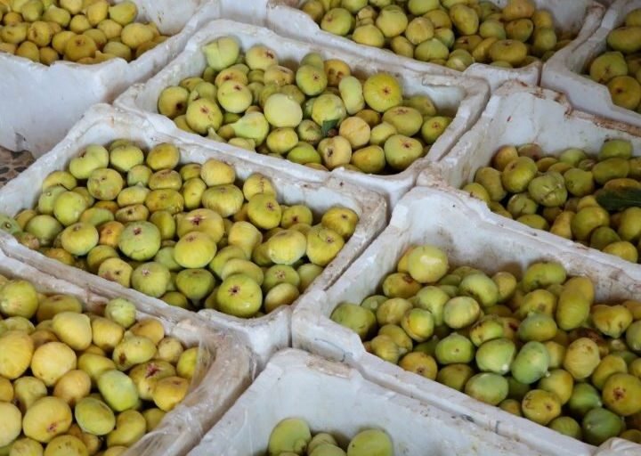 Homs : La récolte des figues, un enjeu économique et social