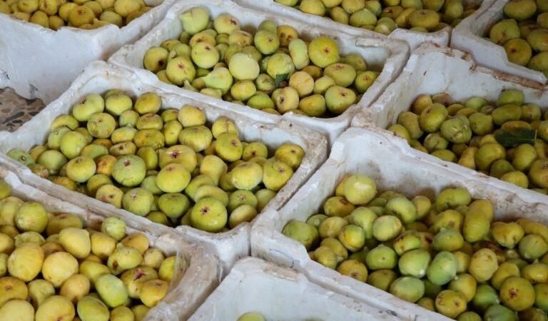 Homs : La récolte des figues, un enjeu économique et social