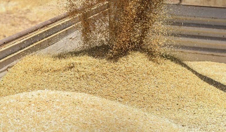 Deraa : clôture de la saison céréalière avec 127 000 tonnes collectées