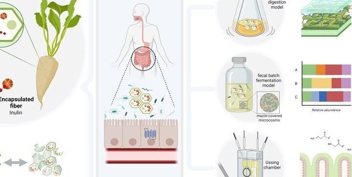 Une étude démontre les bienfaits des fibres de racine de chicorée