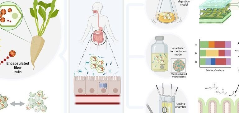 Une étude démontre les bienfaits des fibres de racine de chicorée