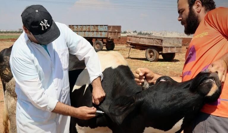 Homs : campagne de vaccination pour 65 000 têtes de bétail contre la fièvre aphteuse