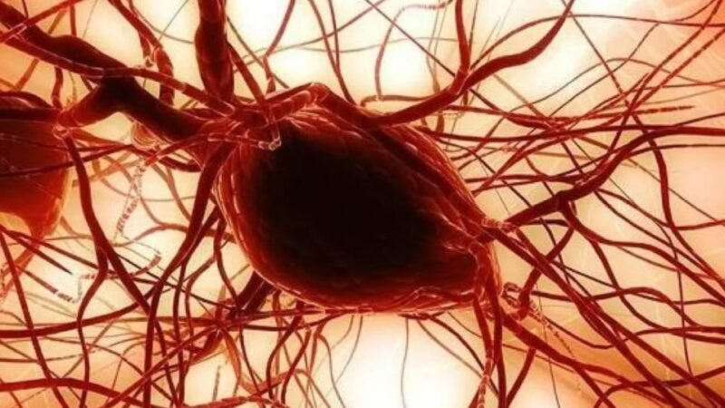 Utilisation prometteuse des graisses des joues en ophtalmologie et orthopédie