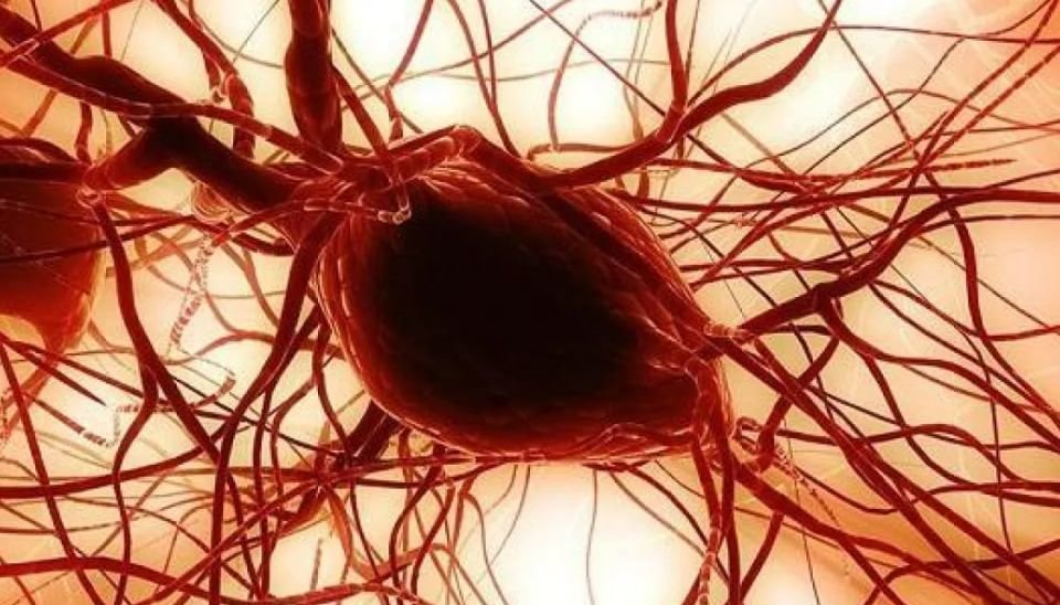 Utilisation prometteuse des graisses des joues en ophtalmologie et orthopédie