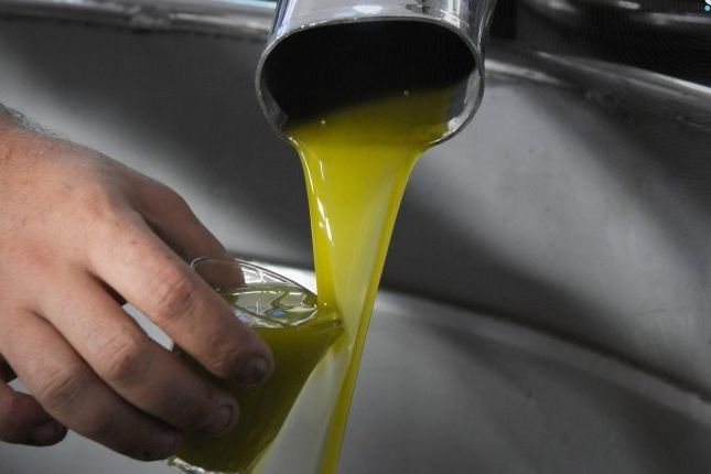 Saison des olives en Syrie : techniques modernes et qualité de production